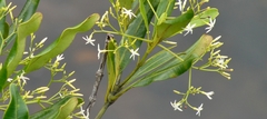 Alstonia