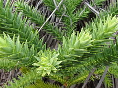 Araucaria muelleri