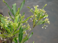 Alstonia