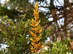 Cipuropsis hospitalis