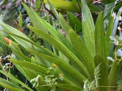 Cipuropsis hospitalis