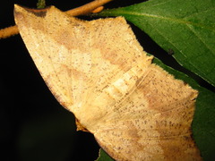 Pareclipsis gracilis