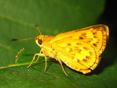 Potanthus flavus
