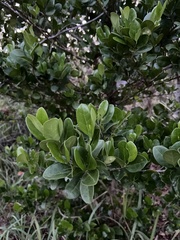 Cyclophyllum coprosmoides coprosmoides