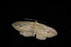 Austrocidaria gobiata