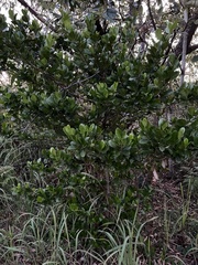 Cyclophyllum coprosmoides coprosmoides