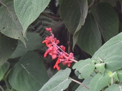 Salvia libanensis