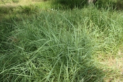 Carex barbarae