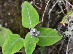 Coccocypselum lanceolatum