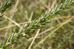 Lespedeza juncea