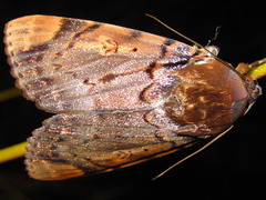 Arcte coerula