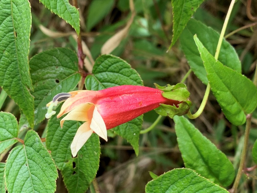 Siphocampylus declinatus