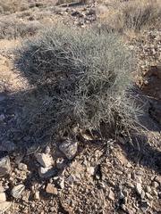 Ephedra funerea