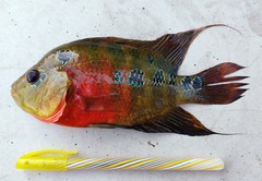 Amphilophus labiatus × cichlasoma trimaculatum