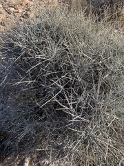 Ephedra funerea