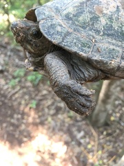 Kinosternon scorpioides scorpioides