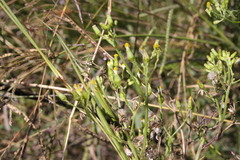 Senecio bipinnatisectus