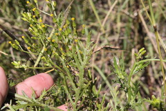 Senecio bipinnatisectus