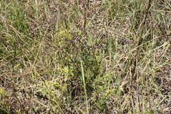 Senecio bipinnatisectus