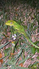 Anolis equestris