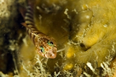 Notoclinops segmentatus