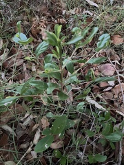 Cyclophyllum coprosmoides coprosmoides