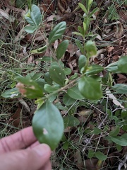 Cyclophyllum coprosmoides coprosmoides