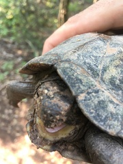 Kinosternon scorpioides scorpioides