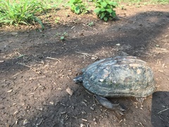 Kinosternon scorpioides scorpioides