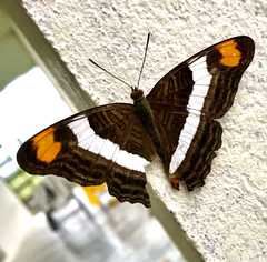Adelpha fessonia