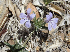 Dyschoriste decumbens