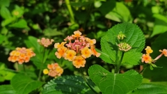 Lantana camara