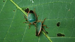 Edessa rufomarginata