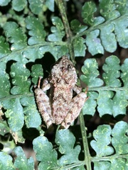 Pristimantis rubicundus