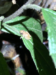 Pristimantis altamnis