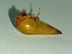 Stictopelta