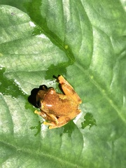 Dendropsophus sarayacuensis