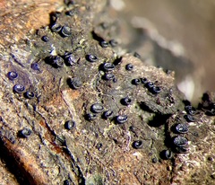 Claussenomyces olivaceus