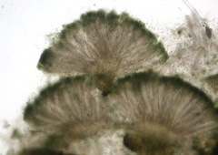 Claussenomyces olivaceus