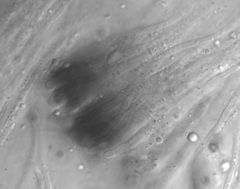 Claussenomyces olivaceus