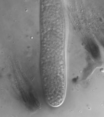 Claussenomyces olivaceus