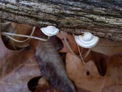 Truncospora wisconsinensis