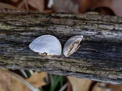 Truncospora wisconsinensis