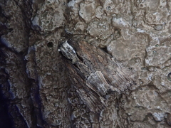 Dipterygina cupreotincta