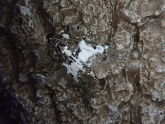 Termioptycha margarita