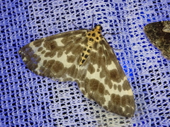 Dilophodes elegans elegans