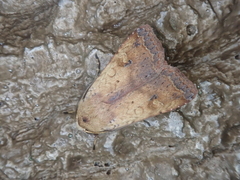 Diarsia deparca
