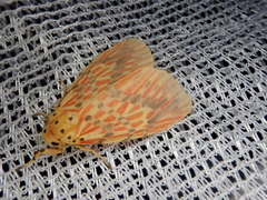 Barsine striata