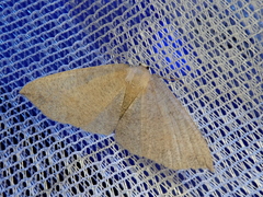 Ecpetelia albifrontaria