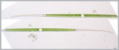 Closterium aciculare